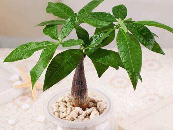 發(fā)財樹換盆后多久澆水，發(fā)財樹移盆注意事項