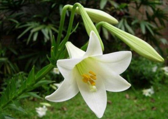 盆栽百合花施什么肥好，百合花怎么施肥/施用氮肥