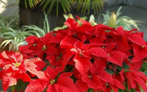 家中養(yǎng)一品紅有什么好處，家中有孕婦能養(yǎng)一品紅嗎