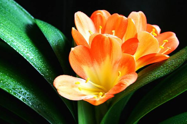 君子蘭不開花是什么原因，缺乏養(yǎng)分溫度不適