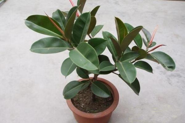 橡皮樹(shù)的花語(yǔ)及風(fēng)水，誠(chéng)信穩(wěn)重(花語(yǔ))生旺發(fā)財(cái)(風(fēng)水)