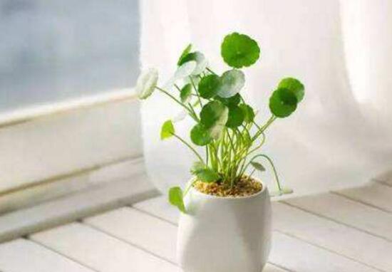 銅錢草的風(fēng)水作用是什么，銅錢草的功效與作用