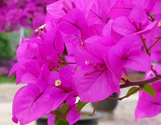 三角梅的資料，花色艷麗/美化環(huán)境、凈化空氣