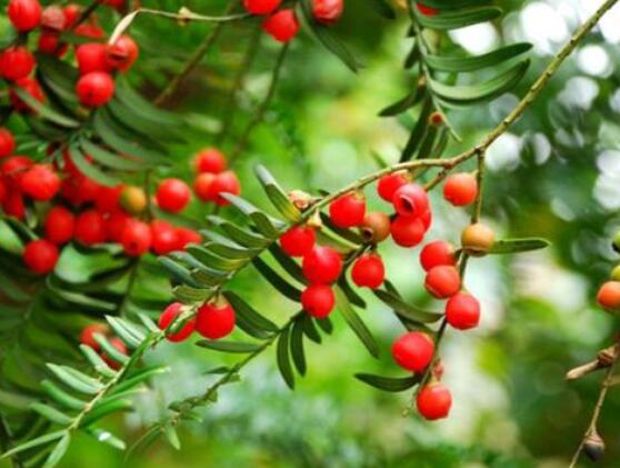 紅豆杉泡水喝的功效，防癌抗癌、增強(qiáng)免疫力、消炎抑菌