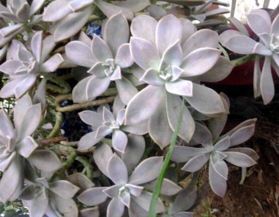 寶石花應(yīng)該怎么養(yǎng)，只要全面掌握五個要點生長無憂