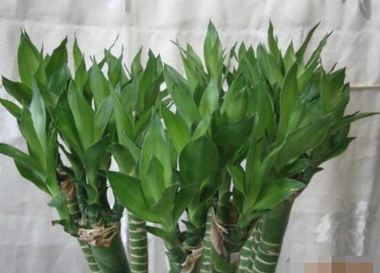 水養(yǎng)富貴竹怎么養(yǎng)才長得好，做好這五大要點生長得青翠欲滴