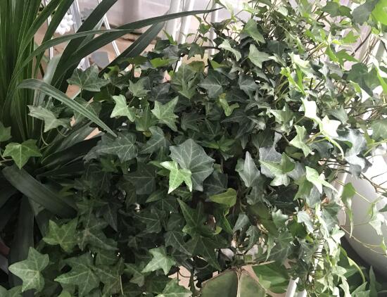 常春藤怎么養(yǎng)長得快，常春藤的養(yǎng)殖方法