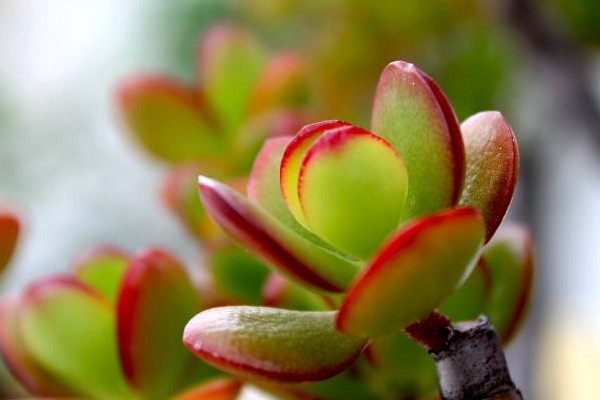 玉樹繁殖方法，葉插繁殖/枝插繁殖/分株繁殖