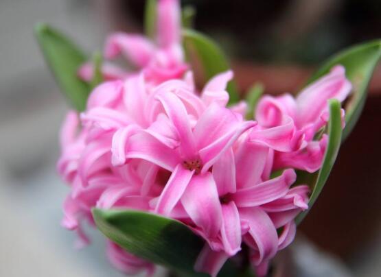 風(fēng)信子夏天怎么養(yǎng)，五個(gè)方法教你安然度夏