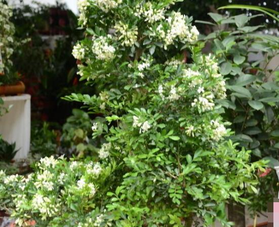 小葉九里香養(yǎng)殖方法，老農(nóng)總結(jié)最有效五個(gè)養(yǎng)護(hù)措施