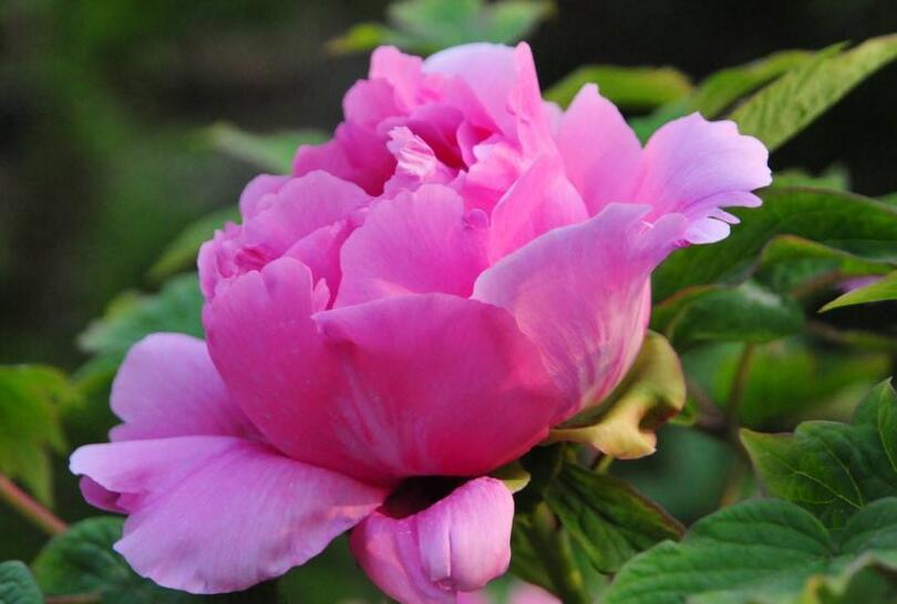 牡丹花語大全，各種顏色牡丹花語大全介紹