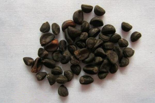 牽牛花的種植方法圖解，確保種子成活的4大要點(diǎn)