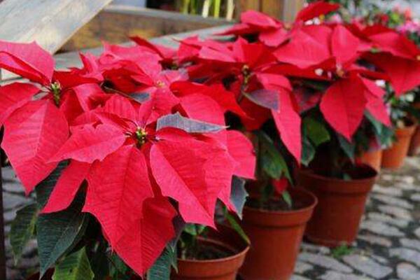 一品紅能放室內(nèi)嗎，為防止中毒不建議在室內(nèi)種植
