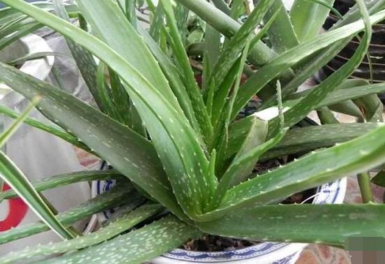 蘆薈的繁殖方法，五種方法蘆薈盆盆爆滿