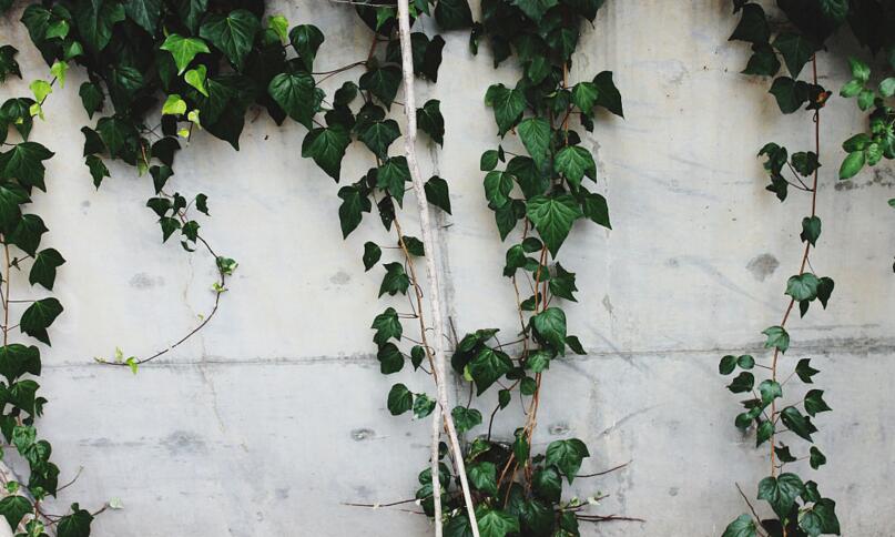 常春藤常見病害及防治，炭疽病和介殼蟲的治療方法