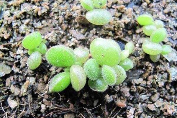 熊童子怎么繁殖成活率高，掌握繁殖技巧才是關(guān)鍵