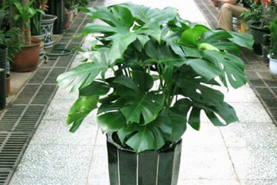 小龜背竹有毒嗎，毒性較輕/避免接觸汁液即可