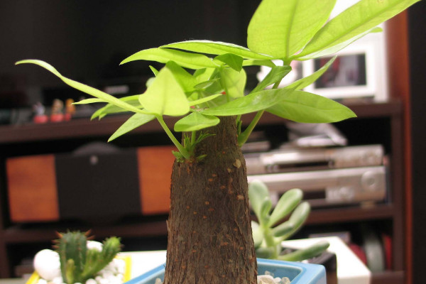 發(fā)財(cái)樹冬天怎么澆水