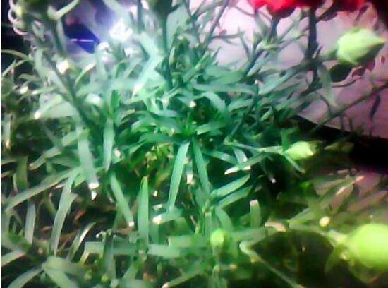 康乃馨為何葉子尖黃，康乃馨葉子發(fā)黃怎么辦