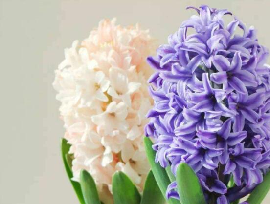 家里養(yǎng)風(fēng)信子好嗎，好/美化家居環(huán)境、凈化空氣