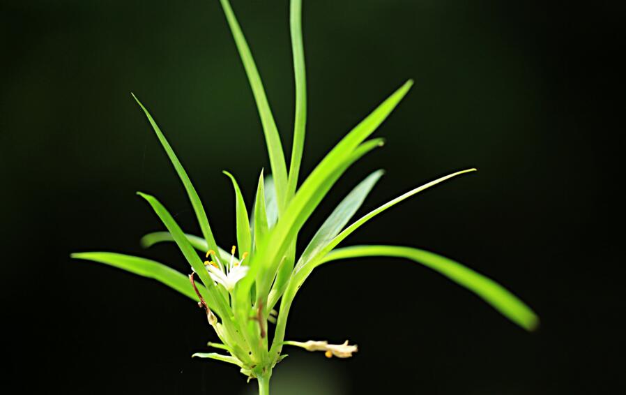 金魚吊蘭的品種，5種常見的品種欣賞