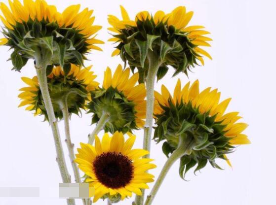 向日葵一般送幾朵，盤點(diǎn)最合適的朵數(shù)(1/2/6/8/9/10)