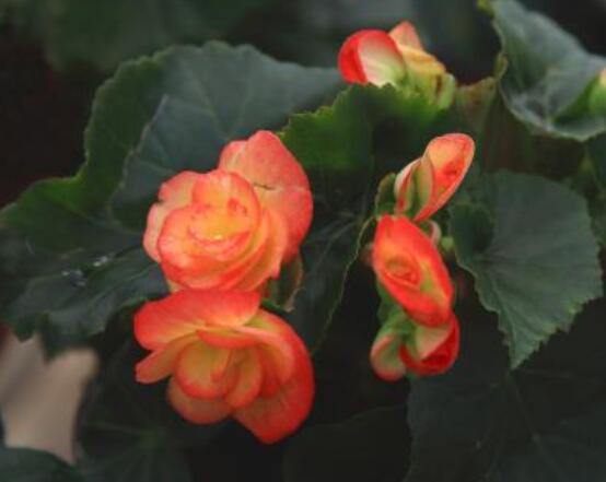 麗格海棠花的養(yǎng)殖方法，老總總結(jié)出最實(shí)用六大基本步驟