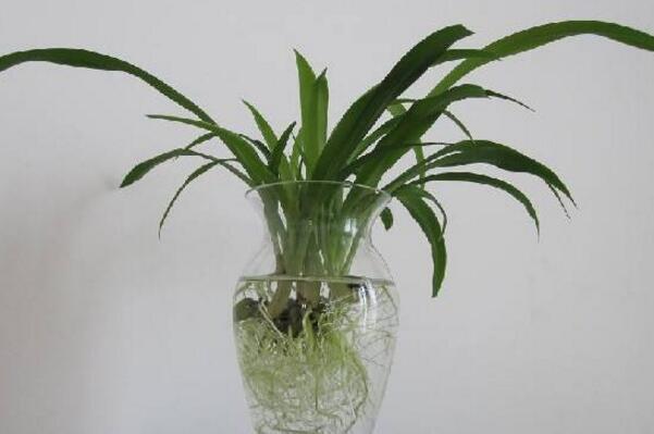 金邊吊蘭水培方法，三個步驟輕松教你水培出茂盛的吊蘭