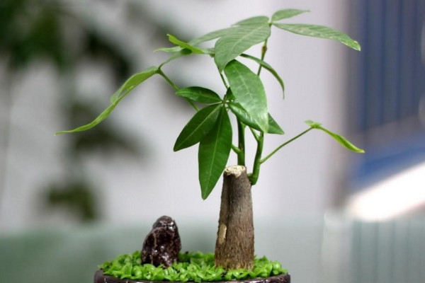 發(fā)財樹怎么澆水