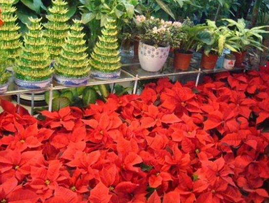 家中養(yǎng)一品紅有什么好處，家中有孕婦能養(yǎng)一品紅嗎