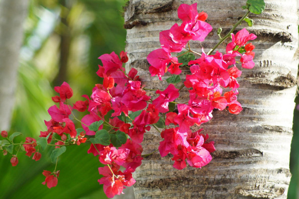 三角梅冬季養(yǎng)護(hù)技巧及注意事項(xiàng)，控制溫度在12~16℃之間