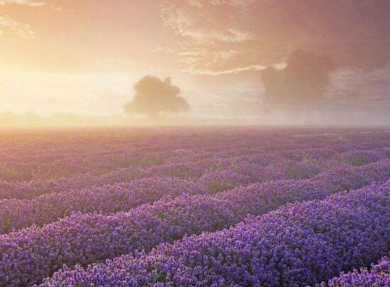 薰衣草代表什么意思，薰衣草花語是什么/等待愛情