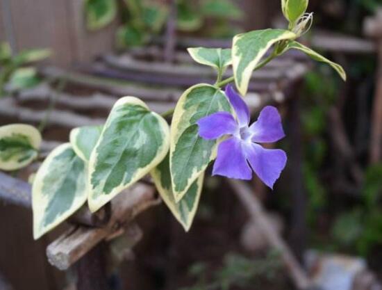 常春藤花語是什么，象征著忠誠與友誼