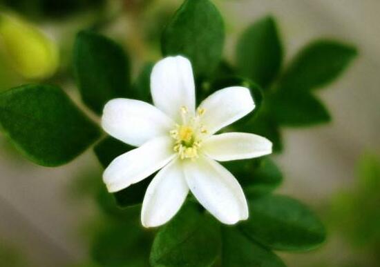 九里香什么時候開花，九里香一年開幾次花(七月盛開)