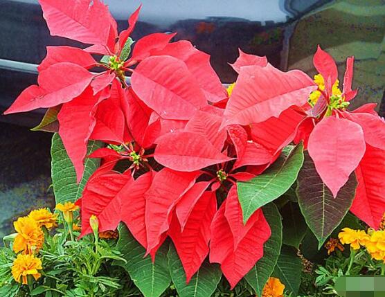 家中養(yǎng)一品紅有什么好處，家中有孕婦能養(yǎng)一品紅嗎