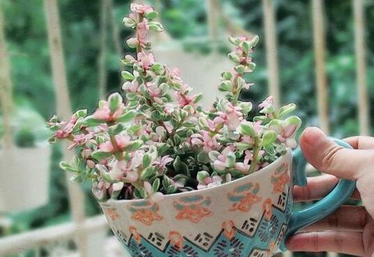 雅樂(lè)之舞花怎么養(yǎng)，4種養(yǎng)殖技巧保生長(zhǎng)