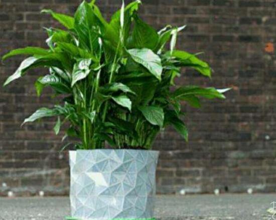 平安樹爛根怎么辦，平安樹爛根處理方法