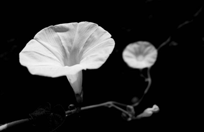 牽?；ㄔ趺答B(yǎng)才能爆盆，三種方法養(yǎng)出茂密的花朵