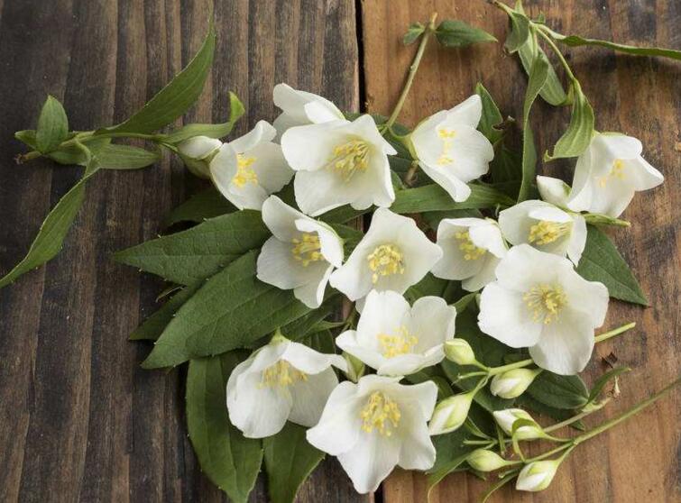 盆栽茉莉修剪方法圖解，時(shí)間不同修剪的方式也不同