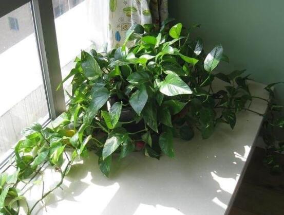 綠蘿能除甲醛嗎，能/凈化空氣、利于身心健康