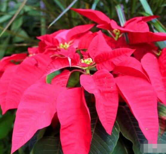 一品紅的花語(yǔ)是什么，普天同慶、共祝新生(圣誕之花)