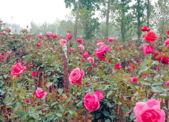 藤本月季的主要價(jià)值，美化環(huán)境、凈化空氣