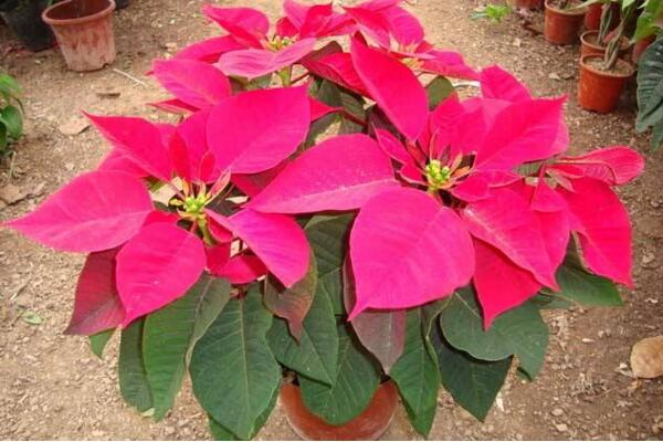 一品紅好養(yǎng)嗎，老農(nóng)總結(jié)一品紅養(yǎng)殖5大要點