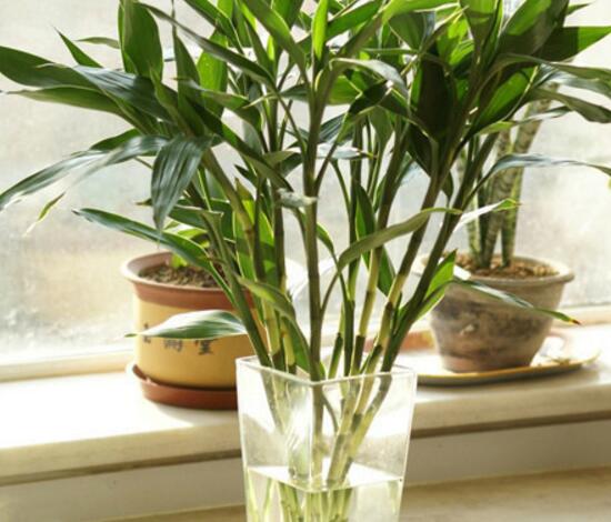 富貴竹怎么繁殖，富貴竹繁殖方法圖解