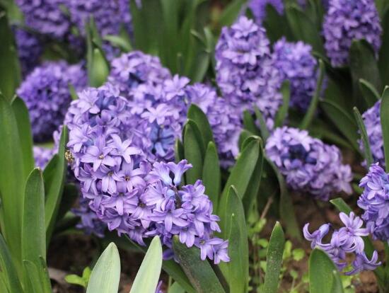 風(fēng)信子有什么藥用價(jià)值，風(fēng)信子的功效與作用