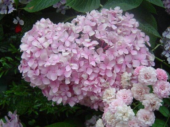 繡球花幾月扦插，二月萌芽扦插最佳