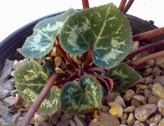 仙客來爛根怎么辦，仙客來爛根處理方法