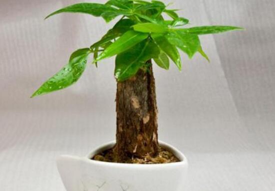 發(fā)財樹換盆后多久澆水，發(fā)財樹移盆注意事項