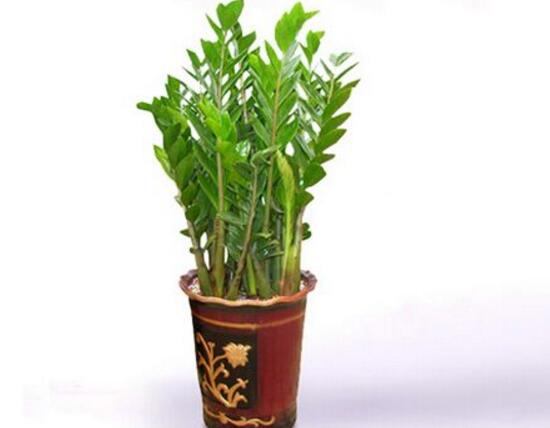 金錢樹可以水培嗎，金錢樹水培方法和注意事項