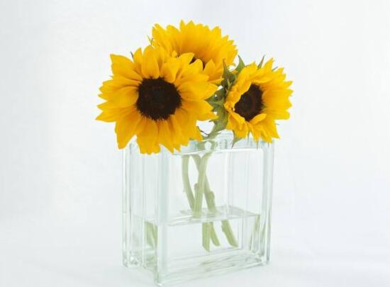 向日葵怎么養(yǎng)，向日葵的養(yǎng)殖方法和注意事項(xiàng)